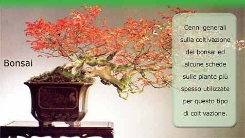 Bonsai