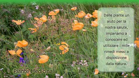 Piante Medicinali