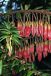 Agapetes serpens
