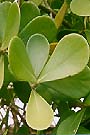Clusia rosea