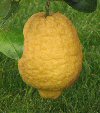 Cedro