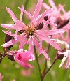 Lychnis
