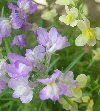 Linaria