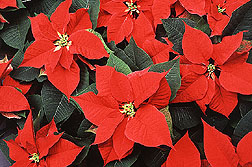 Euphorbia