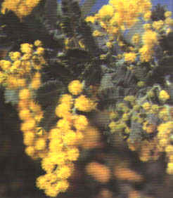Linguaggio dei fiori Mimosa