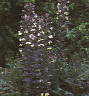 Linguaggio dei fiori Acanthus mollis