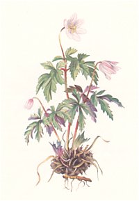 Anemone
