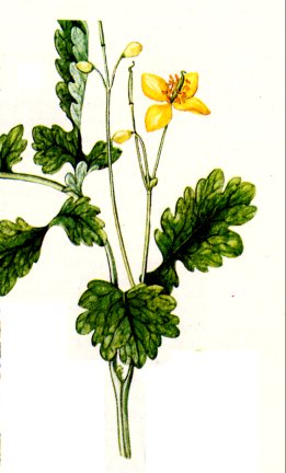 Linguaggio dei fiori Chelidonio
