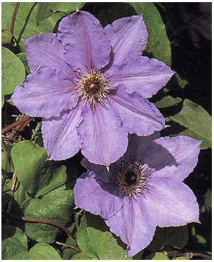 Clematide