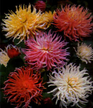 Dalia