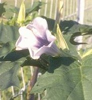 Linguaggio dei fiori Datura
