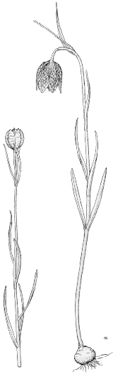 Fritillaria