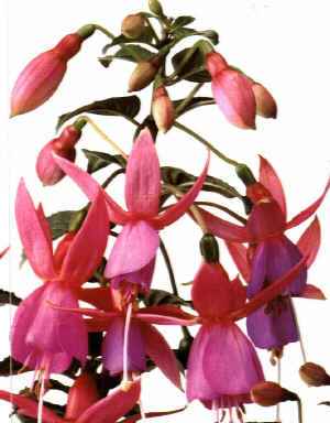 Fucsia