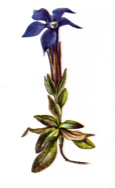 Genziana