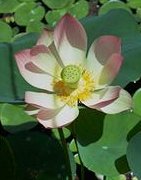 Loto