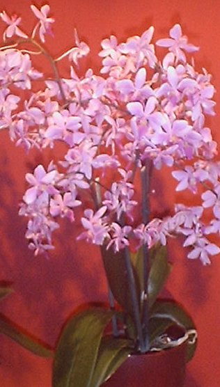 Orchidea