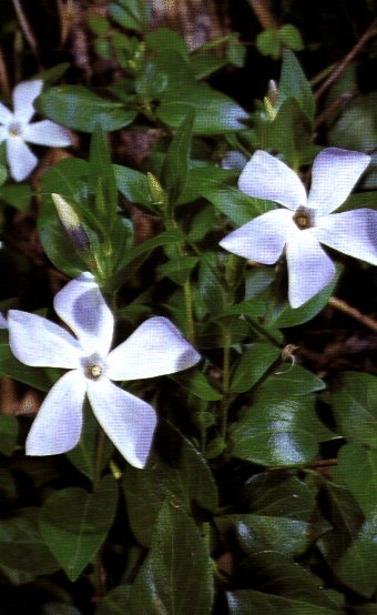 Pervinca