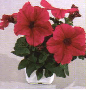Petunia
