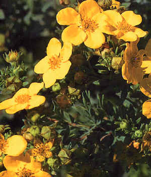 Linguaggio dei fiori Potentilla