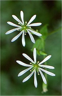 stellaria