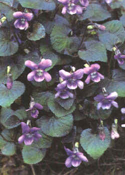 Linguaggio dei fiori viola