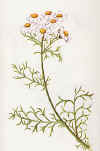 Vegetazione spontanea Achillea atrata