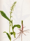 Vegetazione spontanea Gymnadenia albina
