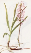 Vegetazione spontanea Gymnadenia conopses