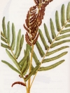 Vegetazione spontanea Osmunda regalis