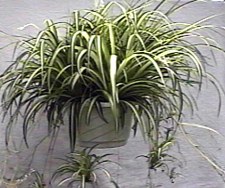 Bonsai Plant on Spider Plant Chlorophytum Comosum Vittatum