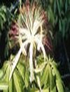 Pachira insignis