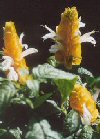 Pachystachys