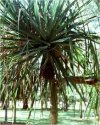 Pandanus veitchii
