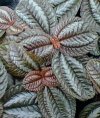 Pilea cadierei