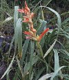 Pitcairnia