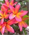 Plumeria rubra