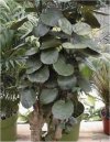 Polyscias filicifolia
