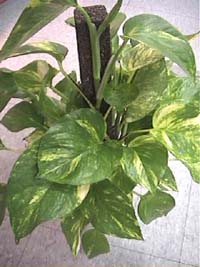 Scindapsus aureum