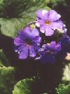 Primula obconica