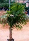 Ravanea rivularis