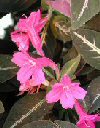 Appartamento Ruellia makoyana
