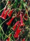 Russelia equisetiformis