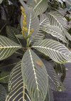 Sanchezia speciosa