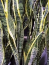 Sansevieria trifascata