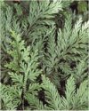 Selaginella martensii