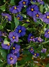 Solanum capsicastrum