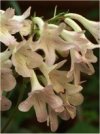 Appartamento Streptocarpus