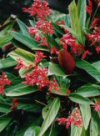 Stromanthe sanguinea