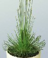 Syngonanthus chrysanthus
