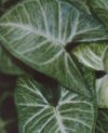 Syngonium podophyllum